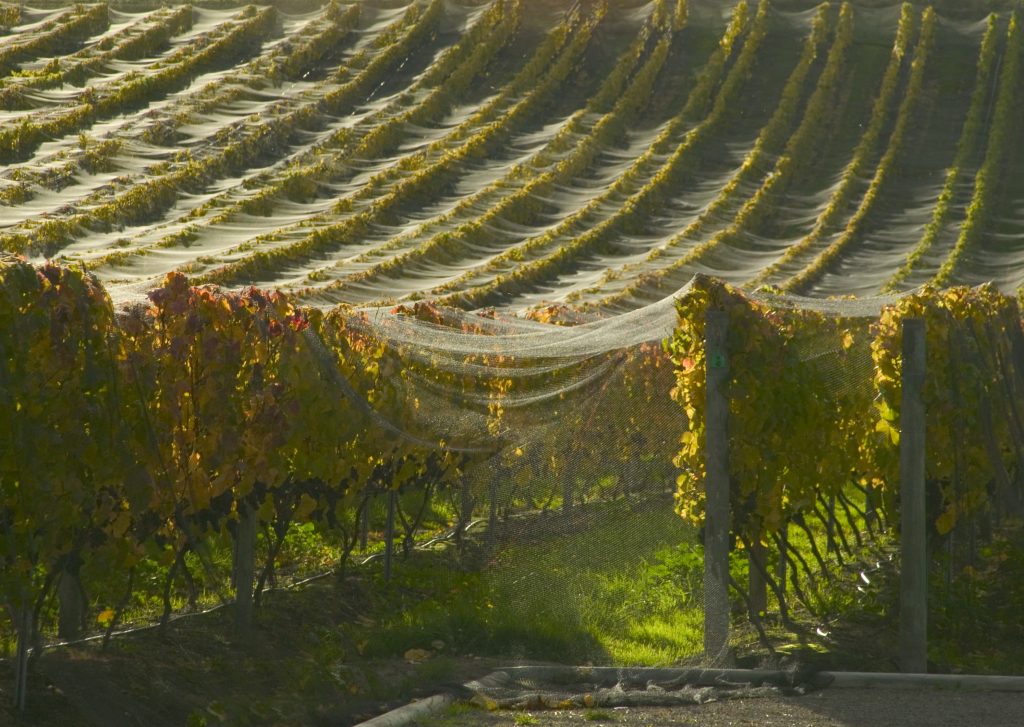 Grape Vines Home Hill Winery