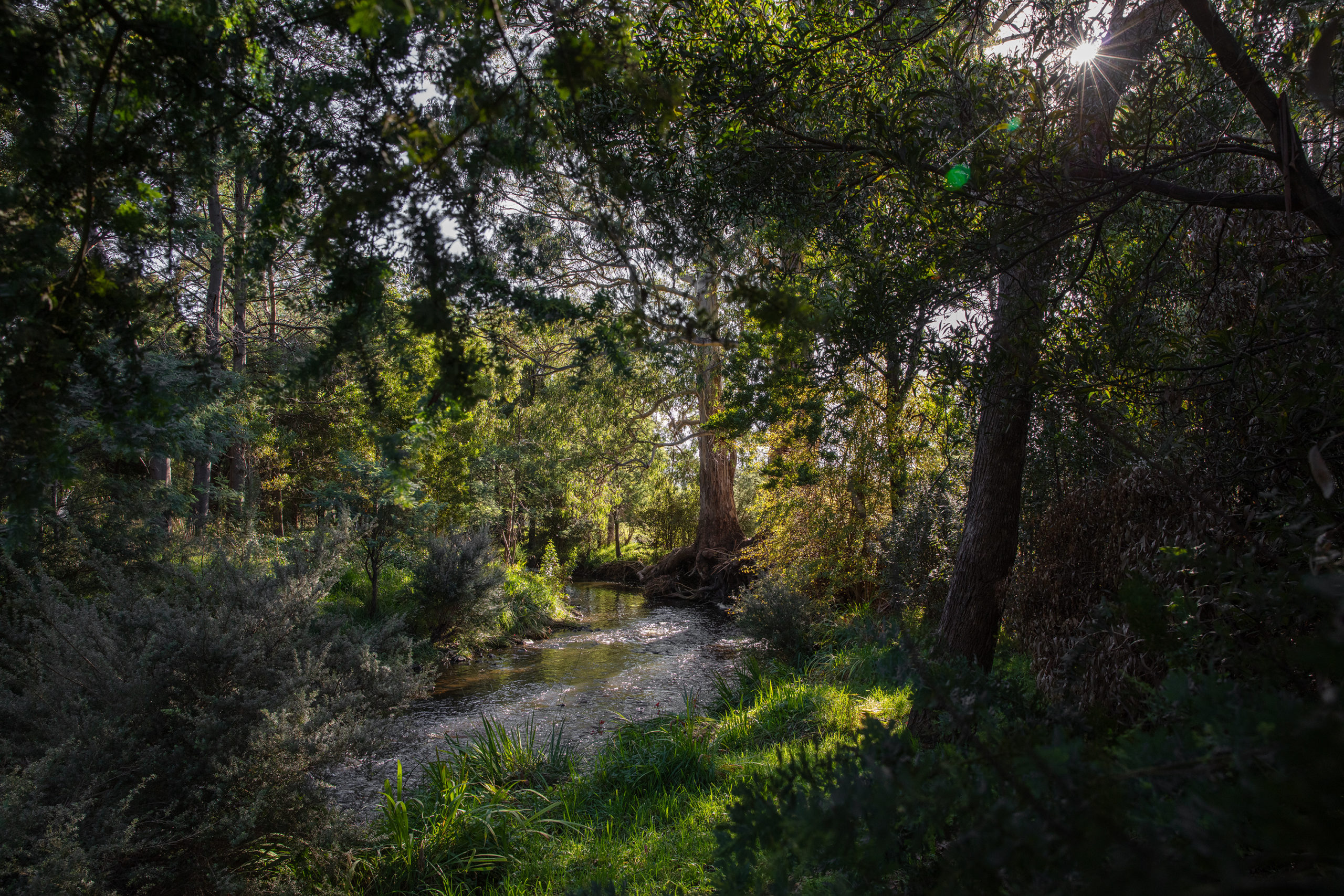 Geeveston Heritage Park Platypus walk, Huon Valley