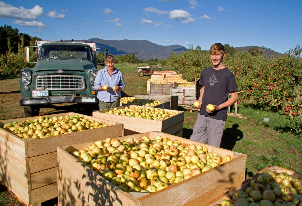 cider tour tasmania