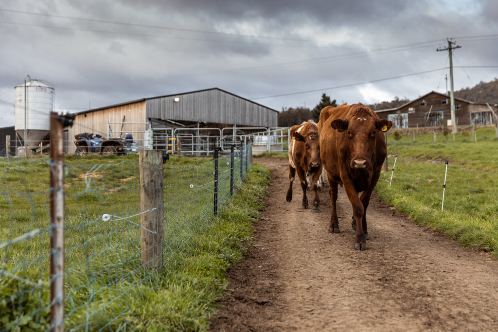 Glen Huon Dairy The Huon Valley Southern Tasmania
