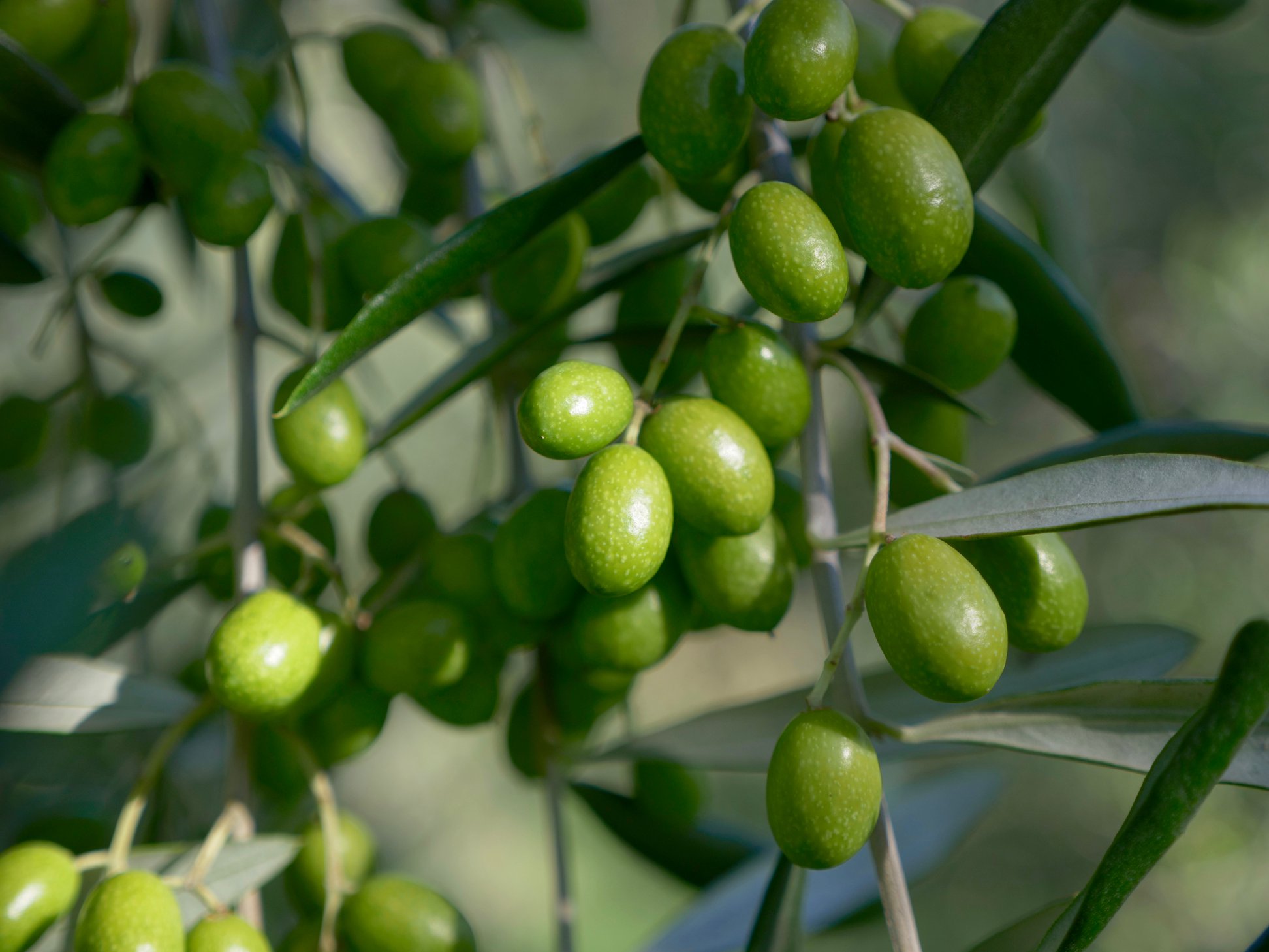 Pure Tasmania Estate The Huon Valley Southern Tasmania